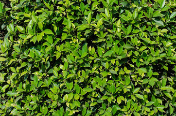 green leaf background