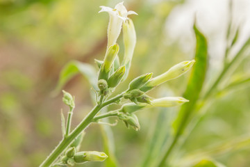 Nicotiana tabacum
