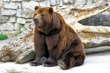 Large russian brown bear