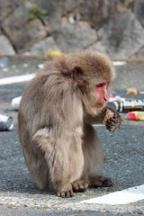 Naklejka premium Meiji no Mori Minō Quasi-National Park
