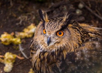 Beautiful big eagle-owl portrait