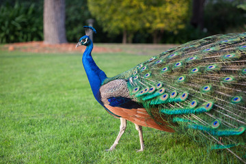 Colorful Peacock Walking in the Beautiful Garden