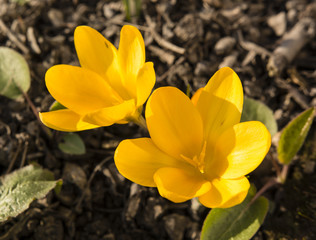 yellow crocus flowers in the garden