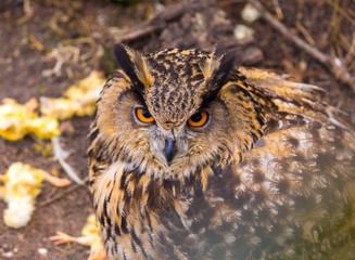 Beautiful big eagle-owl portrait