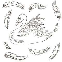 vector swan and feathers