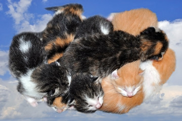 The friendly family of kittens. These kids just three days from birth