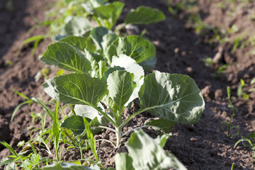 Field with cabbage 