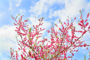 青空と桃の花