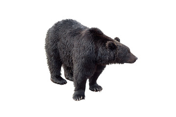 Obraz premium Niedźwiedź czarny (Ursus arctos) widok profilu na białym tle na tył biały