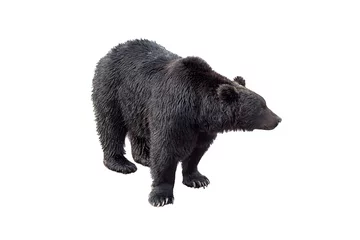 Rolgordijnen Black bear (Ursus arctos) view of profile isolated on white back © silaphop