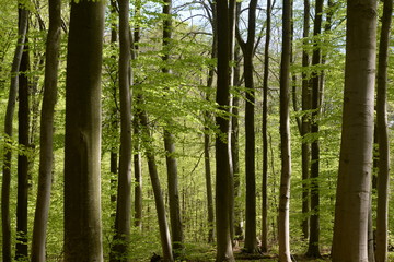 Plakat Frühlingswald