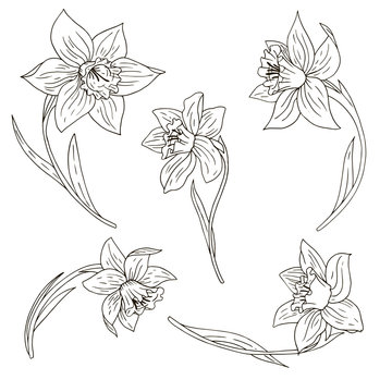 vector set of narcissus