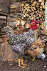 Beautiful cock with a flock of hens