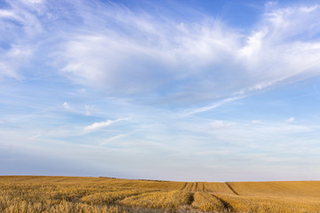 Fototapeta na wymiar field of grain / Landscape with field of grain