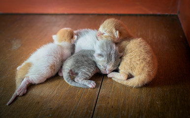 Four kittens recently born.