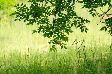Green Grass and Tree Branch