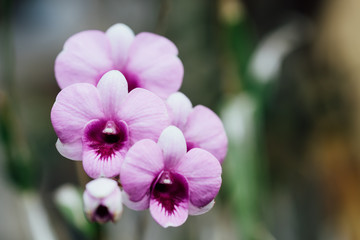 Orchid flowers, nature background, background concept