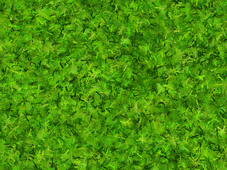 lush green branchy thorn hi-res backgrounds