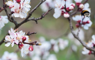 Branch of the apricot tree with white flowers in spring. Blurred natural background