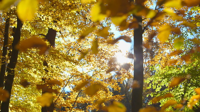 Beautiful Trees with Autumn Foliage on a Sunny Day - change of focus - camera pan