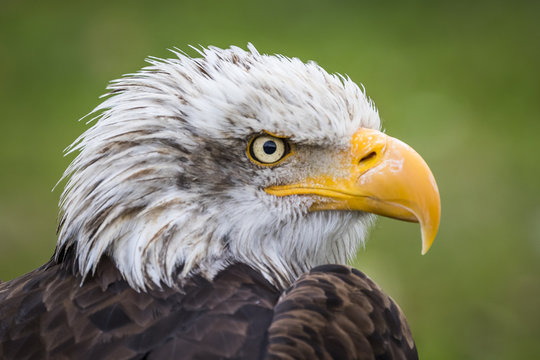 Pigargo Americano (Halietus leucocephalus)