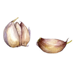 watercolor drawing garlic