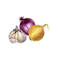 watercolor onions and garlic
