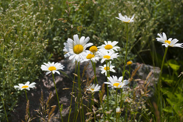Chamomile flowers in the garden in summer