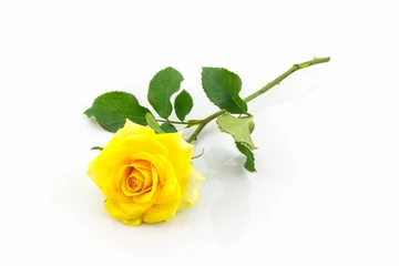 Poster de jardin Roses Belle fleur rose jaune.
