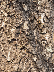 closeup tree bark texture background