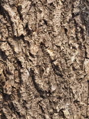 closeup tree bark texture background