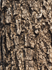 closeup tree bark texture background