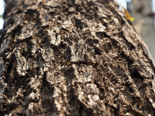 closeup tree bark texture background