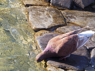 Голубь у водоема пьет воду
