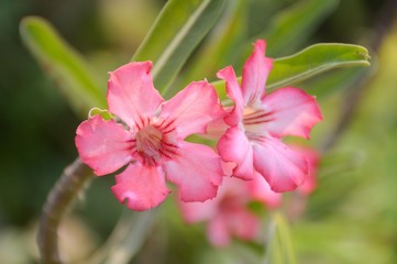 pink Adenium obesum flower in garden
