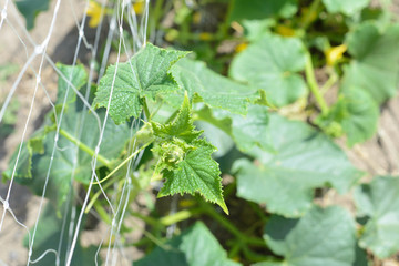 Cultivation of cucumbers in greenhouse. Young cucumber hanging o