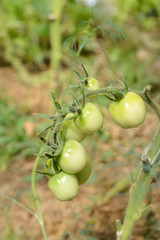Green not riped tomatoes growing in greenhouse.
