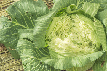 Fototapeta premium close-up of fresh cabbage in the vegetable garden