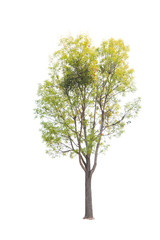 Fototapeta premium Tree isolated on white background