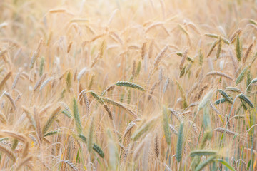 Beautiful Barley field