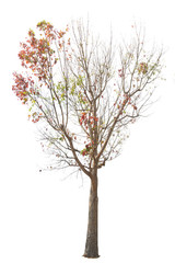 Naklejka premium Tree isolated on white background