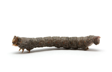 Geometridae, geometer moth isolated on white background