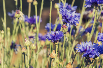 Cornflowers close-up , Blue flower