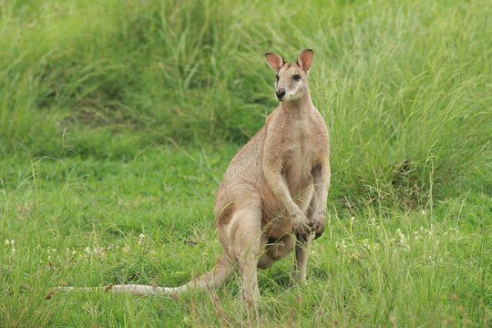 Male Agile Wallaby