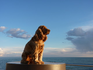 cocker spaniel statue