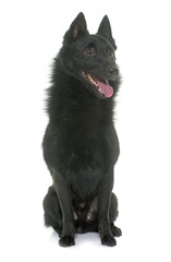young Schipperke dog