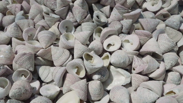 slow motion pan video of beautifull Sea shells 
