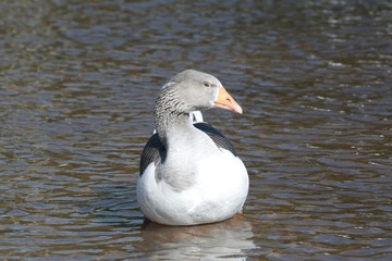 Fototapeta premium Gans im Profil