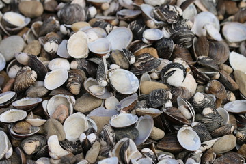 Muscheln am Strand