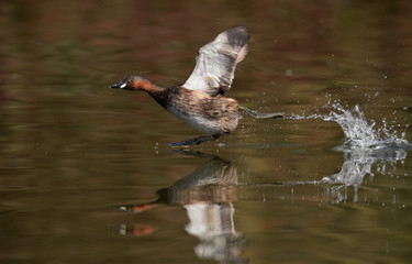 Little Grebe, Grebe